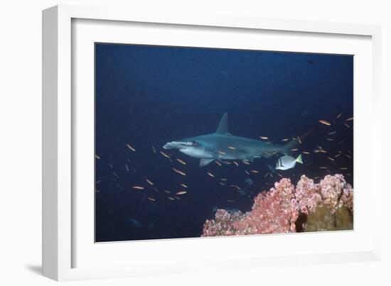 Scalloped Hammerhead-null-Framed Photographic Print