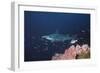 Scalloped Hammerhead-null-Framed Photographic Print