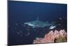 Scalloped Hammerhead-null-Mounted Photographic Print