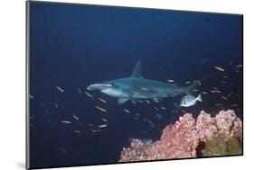 Scalloped Hammerhead-null-Mounted Photographic Print