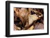 Scalloped hazel moth, Wye Valley, Monmouthshire, Wales-Chris Mattison-Framed Photographic Print