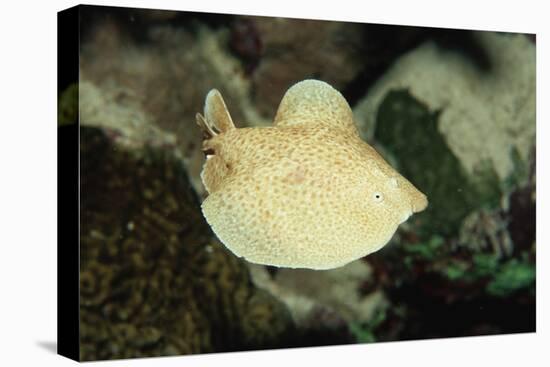 Scalloped Torpedo Ray, Torpedo Panthera, Sudan, Africa, Red Sea-Reinhard Dirscherl-Stretched Canvas