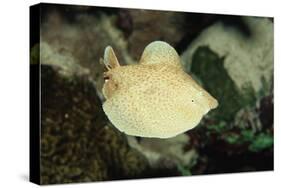 Scalloped Torpedo Ray, Torpedo Panthera, Sudan, Africa, Red Sea-Reinhard Dirscherl-Stretched Canvas