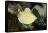 Scalloped Torpedo Ray, Torpedo Panthera, Sudan, Africa, Red Sea-Reinhard Dirscherl-Framed Stretched Canvas