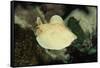 Scalloped Torpedo Ray, Torpedo Panthera, Sudan, Africa, Red Sea-Reinhard Dirscherl-Framed Stretched Canvas