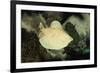 Scalloped Torpedo Ray, Torpedo Panthera, Sudan, Africa, Red Sea-Reinhard Dirscherl-Framed Photographic Print