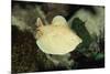 Scalloped Torpedo Ray, Torpedo Panthera, Sudan, Africa, Red Sea-Reinhard Dirscherl-Mounted Photographic Print