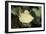 Scalloped Torpedo Ray, Torpedo Panthera, Sudan, Africa, Red Sea-Reinhard Dirscherl-Framed Photographic Print