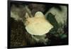 Scalloped Torpedo Ray, Torpedo Panthera, Sudan, Africa, Red Sea-Reinhard Dirscherl-Framed Photographic Print