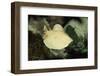 Scalloped Torpedo Ray, Torpedo Panthera, Sudan, Africa, Red Sea-Reinhard Dirscherl-Framed Photographic Print