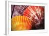 Scallops I-Alan Hausenflock-Framed Photographic Print