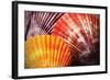 Scallops I-Alan Hausenflock-Framed Photographic Print