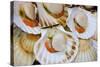 Scallops in a City Center Fish Market-Jon Hicks-Stretched Canvas