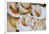 Scallops in a City Center Fish Market-Jon Hicks-Framed Photographic Print