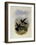 Scaly Puffleg, Eriocnemis Squamata-John Gould-Framed Giclee Print