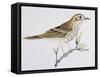 Scaly Thrush (Zoothera Dauma), Turdidae-null-Framed Stretched Canvas