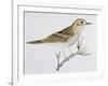 Scaly Thrush (Zoothera Dauma), Turdidae-null-Framed Giclee Print