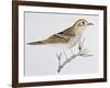 Scaly Thrush (Zoothera Dauma), Turdidae-null-Framed Giclee Print