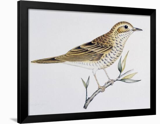 Scaly Thrush (Zoothera Dauma), Turdidae-null-Framed Giclee Print