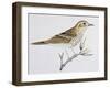 Scaly Thrush (Zoothera Dauma), Turdidae-null-Framed Giclee Print