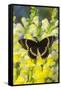 Scamander Swallowtail Butterfly from Brazil, Papilio Scamander-Darrell Gulin-Framed Stretched Canvas