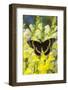 Scamander Swallowtail Butterfly from Brazil, Papilio Scamander-Darrell Gulin-Framed Photographic Print