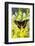 Scamander Swallowtail Butterfly from Brazil, Papilio Scamander-Darrell Gulin-Framed Photographic Print