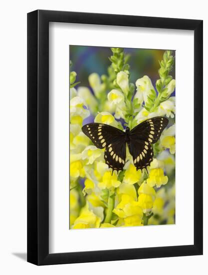 Scamander Swallowtail Butterfly from Brazil, Papilio Scamander-Darrell Gulin-Framed Photographic Print