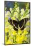 Scamander Swallowtail Butterfly from Brazil, Papilio Scamander-Darrell Gulin-Mounted Photographic Print