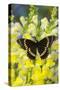 Scamander Swallowtail Butterfly from Brazil, Papilio Scamander-Darrell Gulin-Stretched Canvas