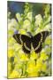 Scamander Swallowtail Butterfly from Brazil, Papilio Scamander-Darrell Gulin-Mounted Photographic Print