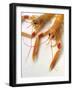 Scampi-null-Framed Photographic Print