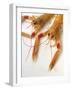 Scampi-null-Framed Photographic Print