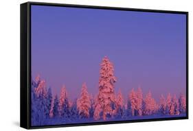 Scandinavia, Finland, Lapland, Saariselkä, Magical colours at sunset-Daisy Gilardini-Framed Stretched Canvas