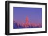 Scandinavia, Finland, Lapland, Saariselkä, Magical colours at sunset-Daisy Gilardini-Framed Photographic Print