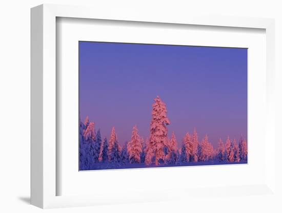 Scandinavia, Finland, Lapland, Saariselkä, Magical colours at sunset-Daisy Gilardini-Framed Photographic Print