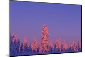 Scandinavia, Finland, Lapland, Saariselkä, Magical colours at sunset-Daisy Gilardini-Mounted Photographic Print