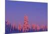 Scandinavia, Finland, Lapland, Saariselkä, Magical colours at sunset-Daisy Gilardini-Mounted Photographic Print