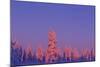 Scandinavia, Finland, Lapland, Saariselkä, Magical colours at sunset-Daisy Gilardini-Mounted Photographic Print