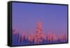 Scandinavia, Finland, Lapland, Saariselkä, Magical colours at sunset-Daisy Gilardini-Framed Stretched Canvas