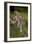 Scandinavia, Finland. Lynx Lynx, European Lynx Walking in Forest-David Slater-Framed Photographic Print