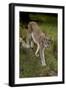 Scandinavia, Finland. Lynx Lynx, European Lynx Walking in Forest-David Slater-Framed Photographic Print