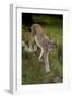 Scandinavia, Finland. Lynx Lynx, European Lynx Walking in Forest-David Slater-Framed Photographic Print