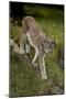 Scandinavia, Finland. Lynx Lynx, European Lynx Walking in Forest-David Slater-Mounted Photographic Print