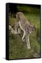 Scandinavia, Finland. Lynx Lynx, European Lynx Walking in Forest-David Slater-Framed Stretched Canvas