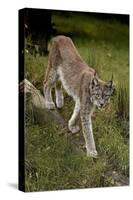 Scandinavia, Finland. Lynx Lynx, European Lynx Walking in Forest-David Slater-Stretched Canvas