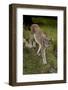 Scandinavia, Finland. Lynx Lynx, European Lynx Walking in Forest-David Slater-Framed Photographic Print