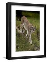 Scandinavia, Finland. Lynx Lynx, European Lynx Walking in Forest-David Slater-Framed Photographic Print
