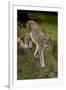 Scandinavia, Finland. Lynx Lynx, European Lynx Walking in Forest-David Slater-Framed Photographic Print