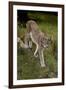 Scandinavia, Finland. Lynx Lynx, European Lynx Walking in Forest-David Slater-Framed Photographic Print